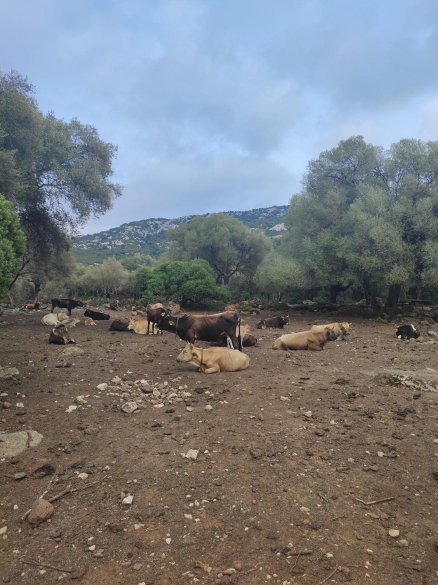 Dommu De Nannai Moro: Appartamento Con Terrazza Baunei Exterior foto